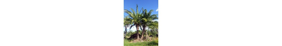 Hybrid Date Palm Doubles